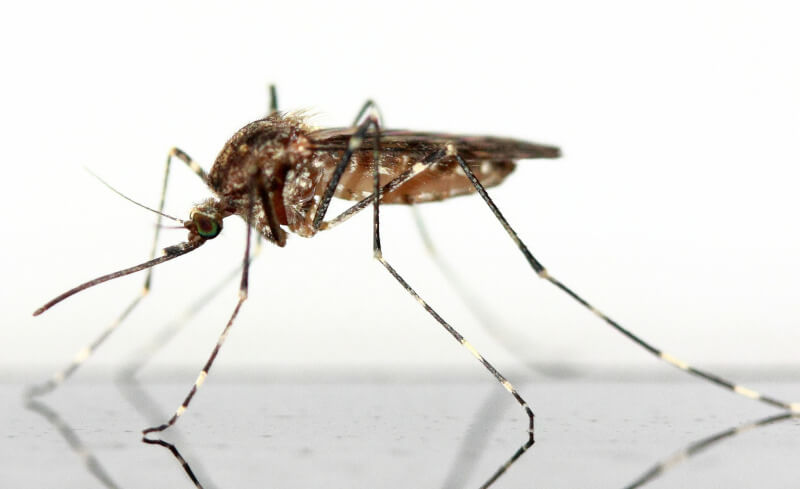 מאמר הרחקת יתושים